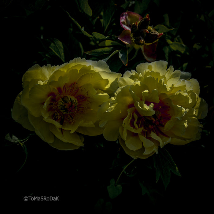 PHOTO PICTURE - Peony D28