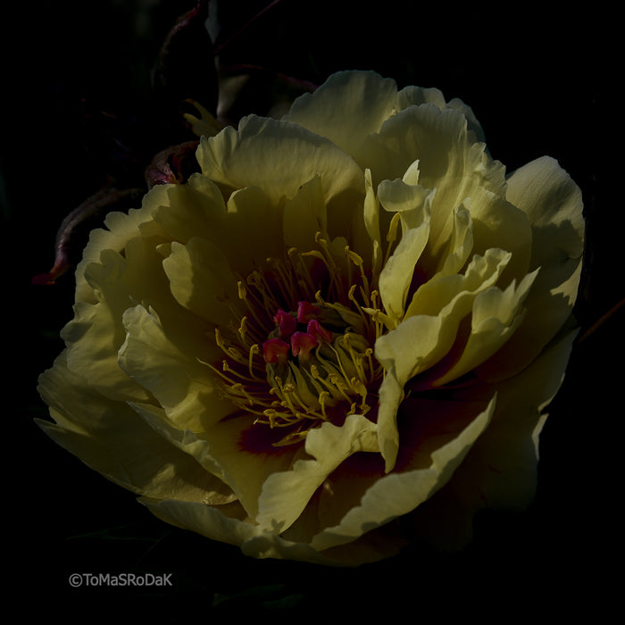 PHOTO PICTURE - Peony D29