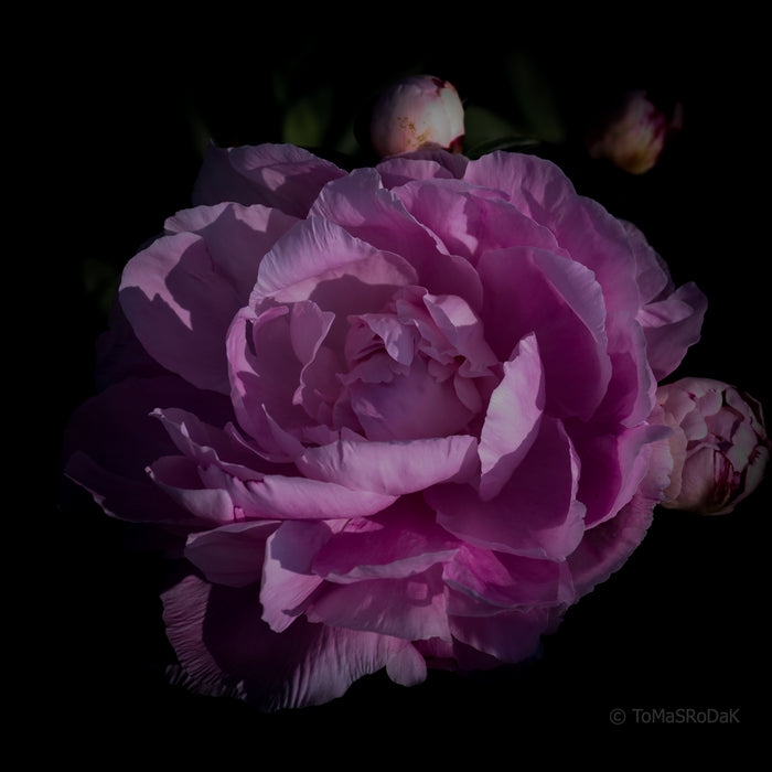 PHOTO PICTURE - Peony D30