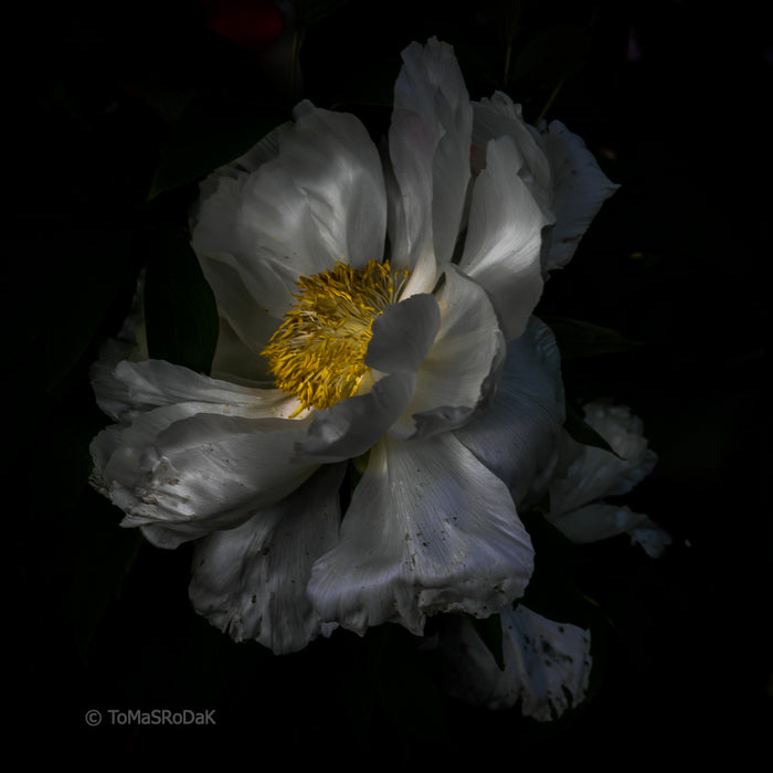 PHOTO PICTURE - Peony D31