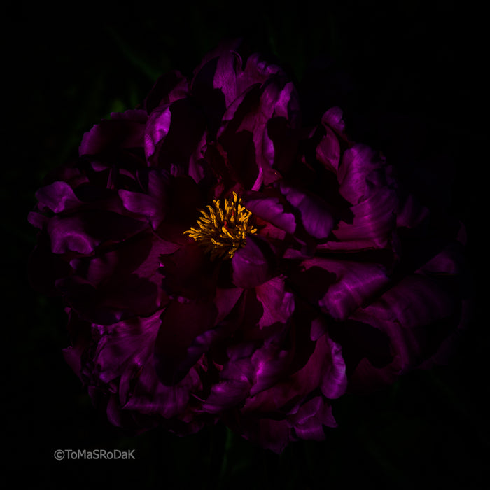 PHOTO PICTURE - Peony D32