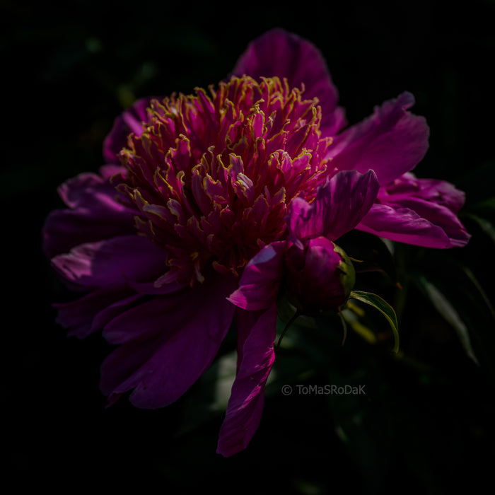 PHOTO PICTURE - Peony D33