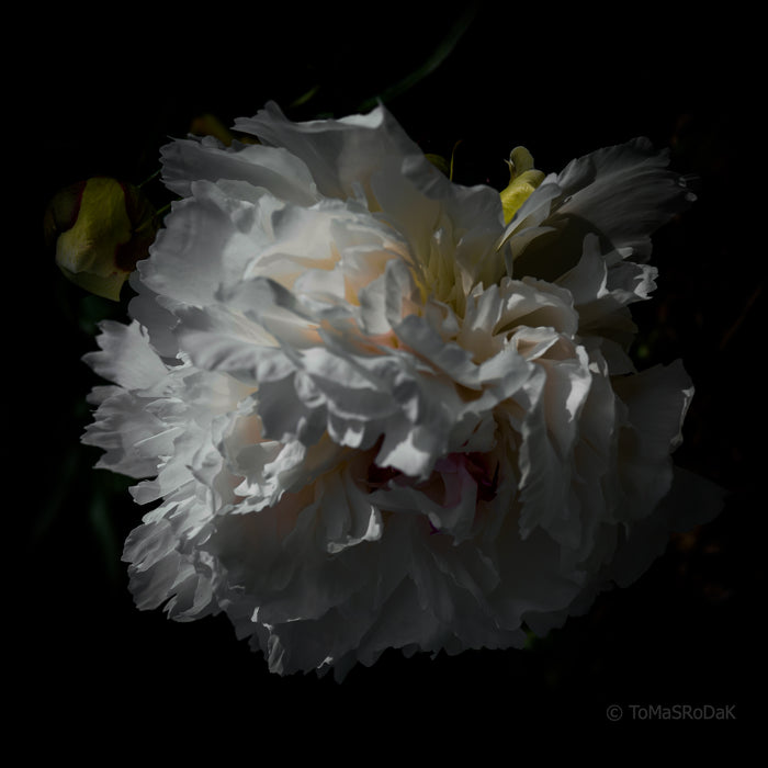PHOTO PICTURE - Peony D34