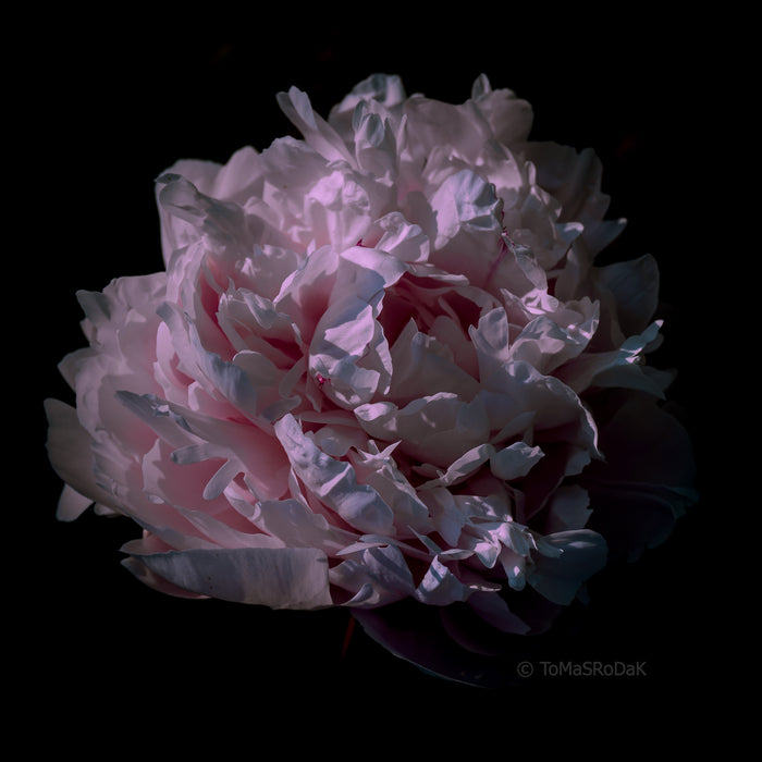 PHOTO PICTURE - Peony D35