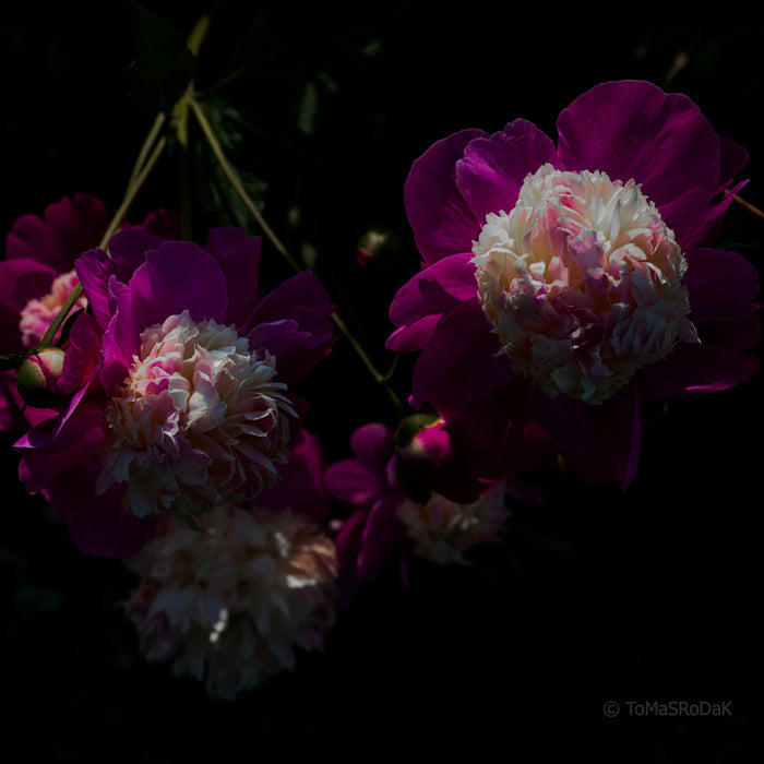 PHOTO PICTURE - Peony D36