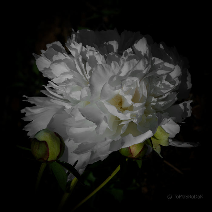 PHOTO PICTURE - Peony D37