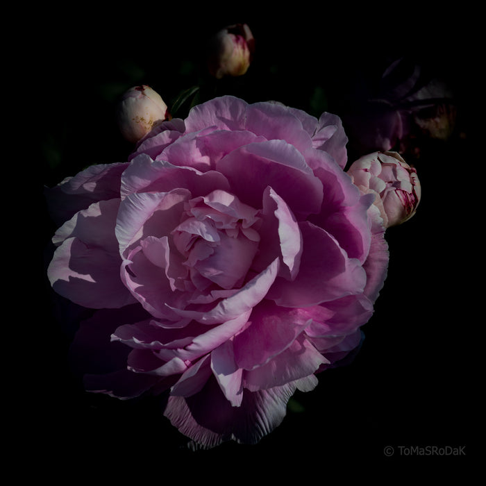 PHOTO PICTURE - Peony D38