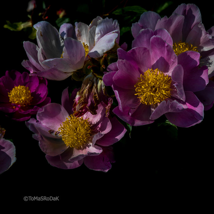 PHOTO PICTURE - Peony D39
