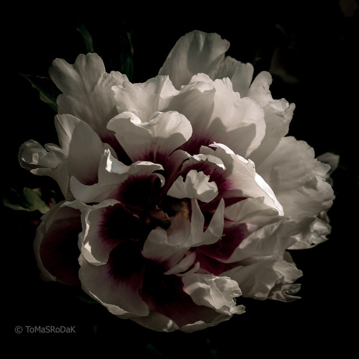 PHOTO PICTURE - Peony D3