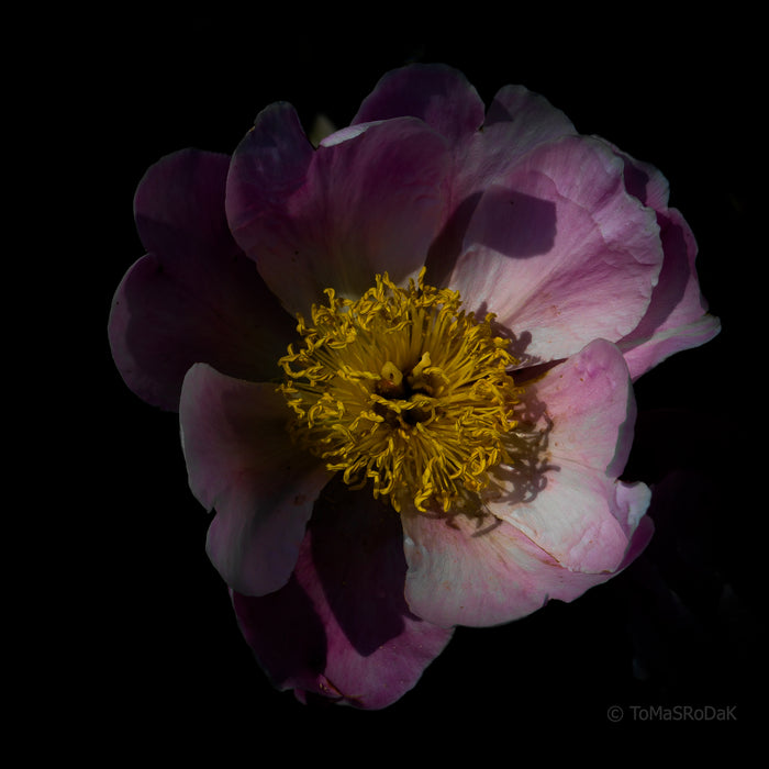 PHOTO PICTURE - Peony D40