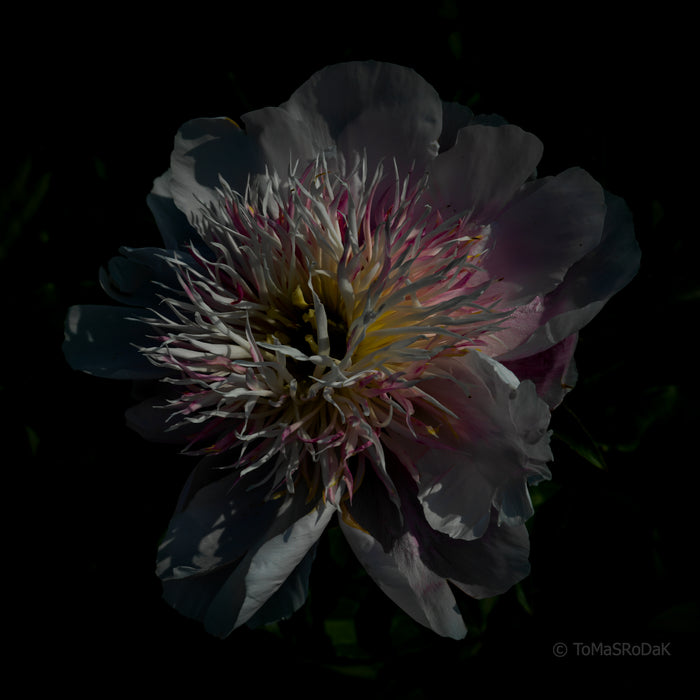 PHOTO PICTURE - Peony D41