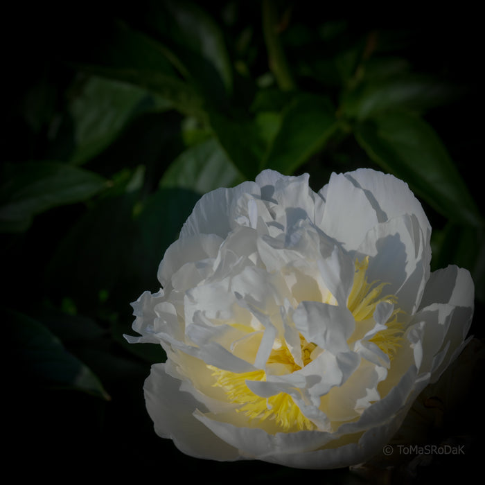 PHOTO PICTURE - Peony D42