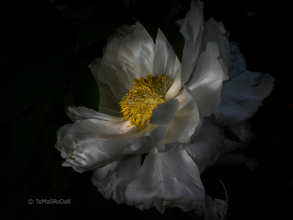 PHOTO PICTURE - Peony D43