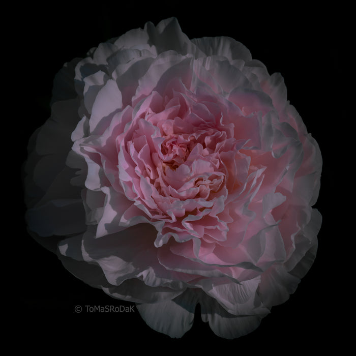 PHOTO PICTURE - Peony D44