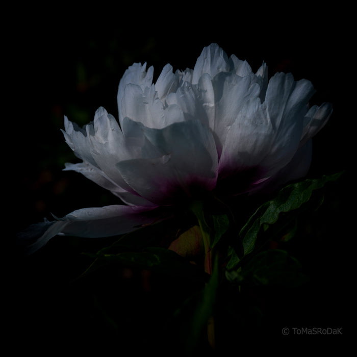PHOTO PICTURE - Peony D45