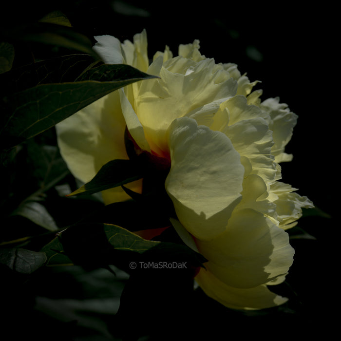 PHOTO PICTURE - Peony D46