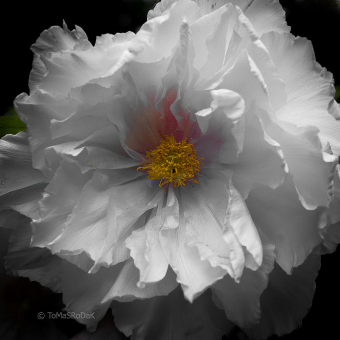 PHOTO PICTURE - Peony D48