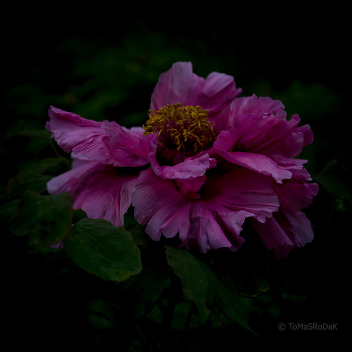 PHOTO PICTURE - Peony D49