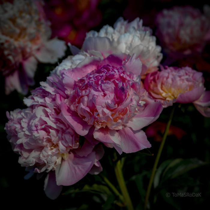 PHOTO PICTURE - Peony D4