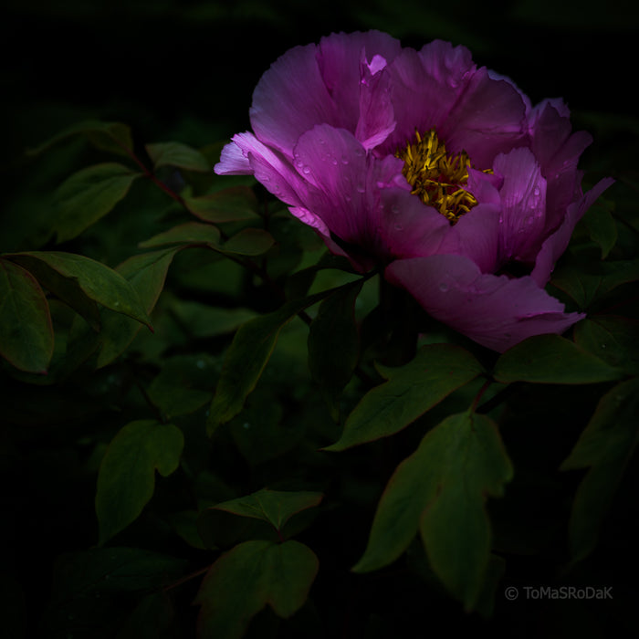 PHOTO PICTURE - Peony D50