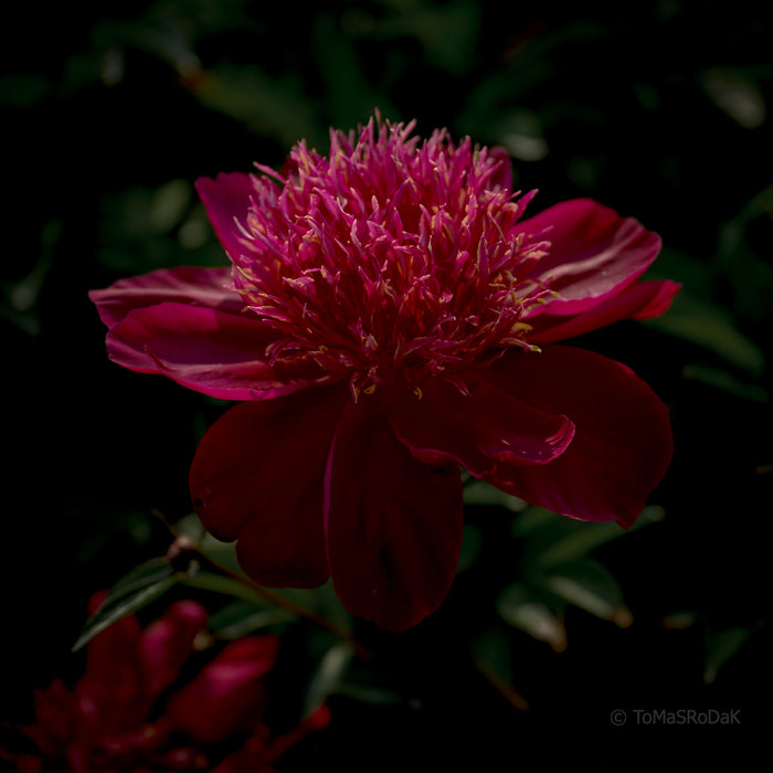 PHOTO PICTURE - Peony D51