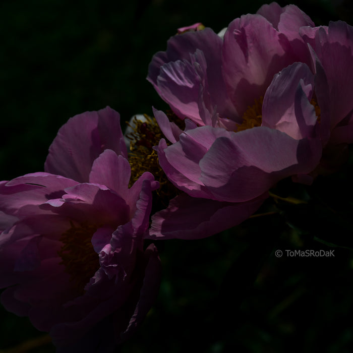 PHOTO PICTURE - Peony D52