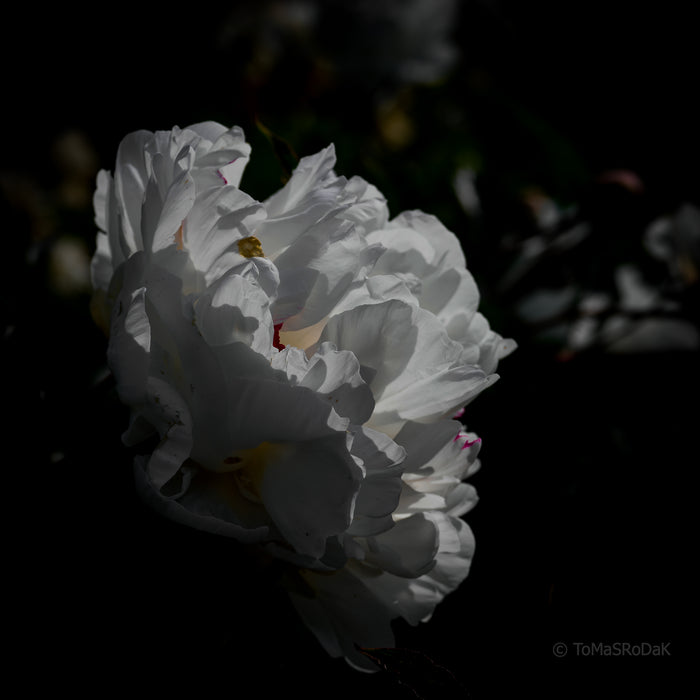 PHOTO PICTURE - Peony D53
