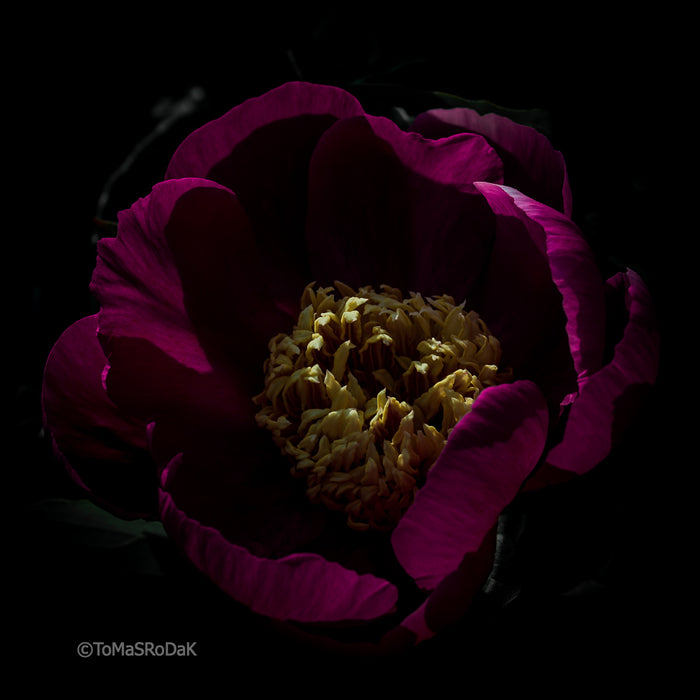 PHOTO PICTURE - Peony D54
