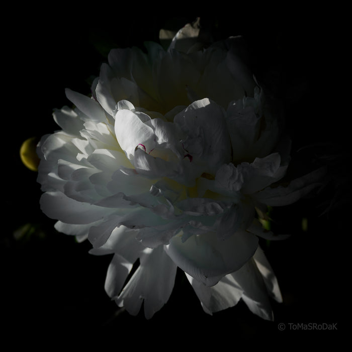 PHOTO PICTURE - Peony D55
