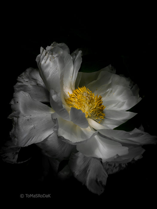 PHOTO PICTURE - Peony D56