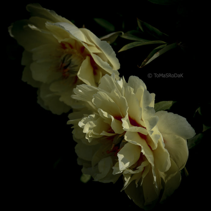 PHOTO PICTURE - Peony D57