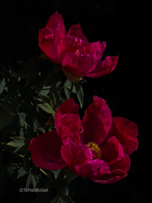 PHOTO PICTURE - Peony D59