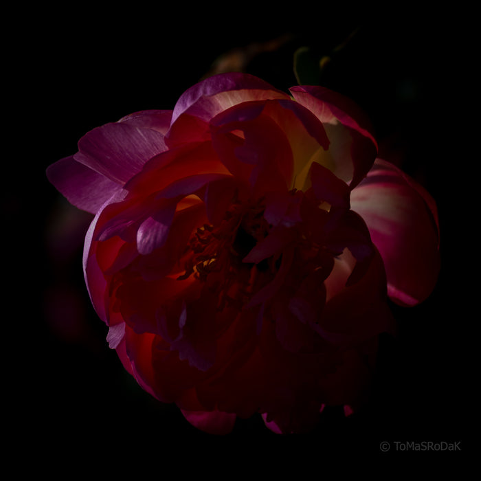 PHOTO PICTURE - Peony D5