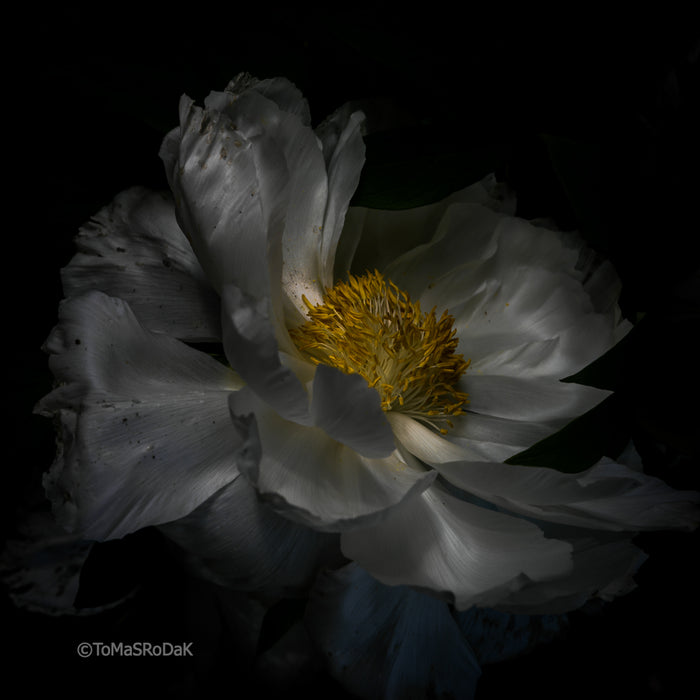 PHOTO PICTURE - Peony D60