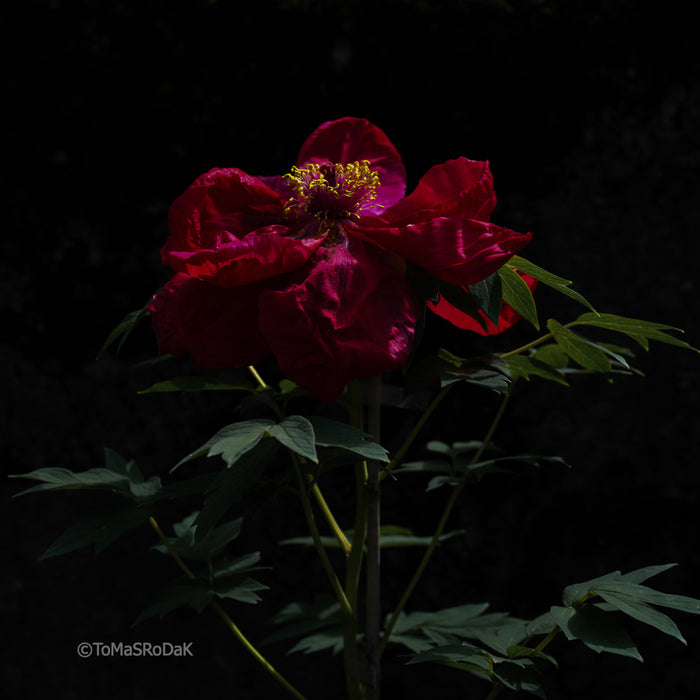 PHOTO PICTURE - Peony D61