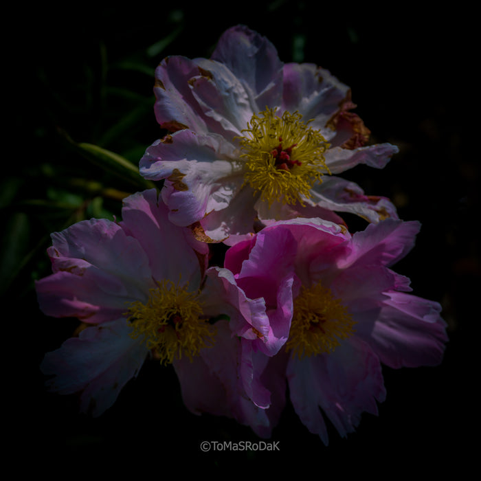 PHOTO PICTURE - Peony D62