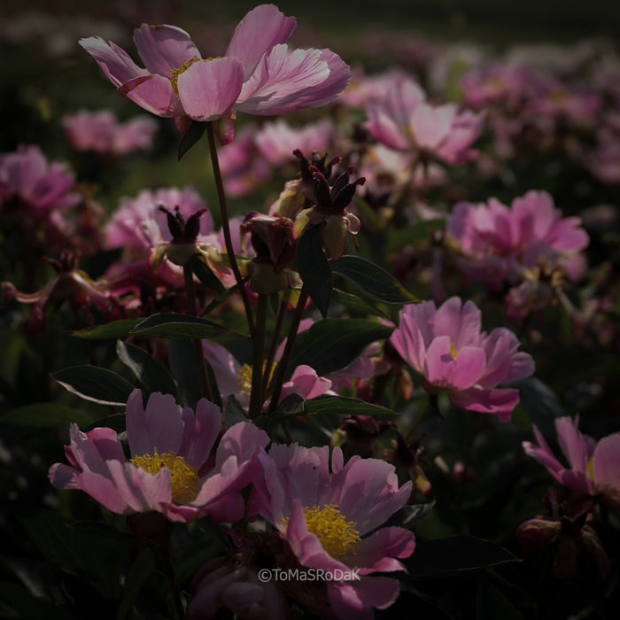 PHOTO PICTURE - Peony D63