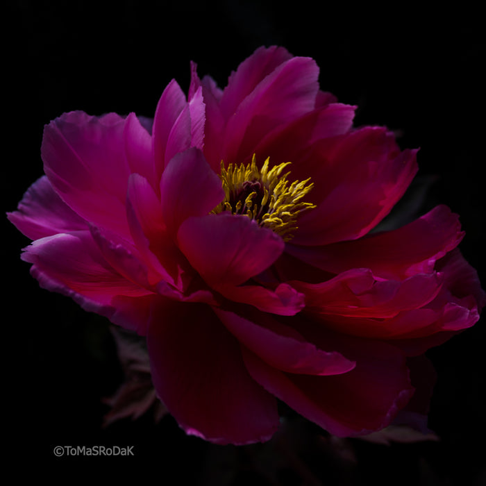 PHOTO PICTURE - Peony D64