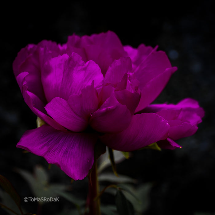 PHOTO PICTURE - Peony D65