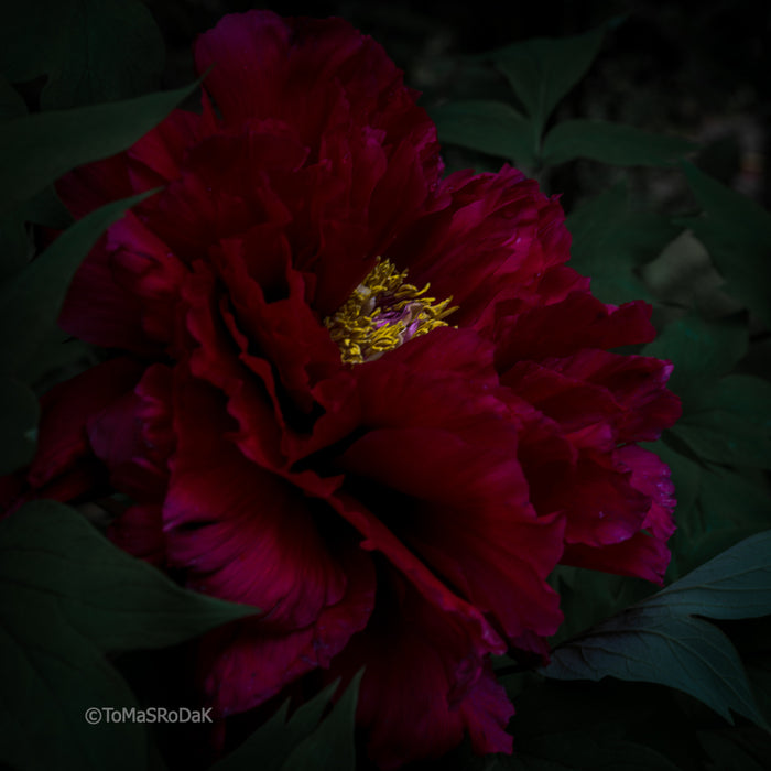 PHOTO PICTURE - Peony D66