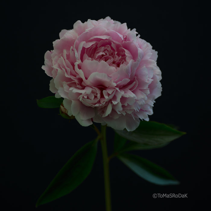 PHOTO PICTURE - Peony D67