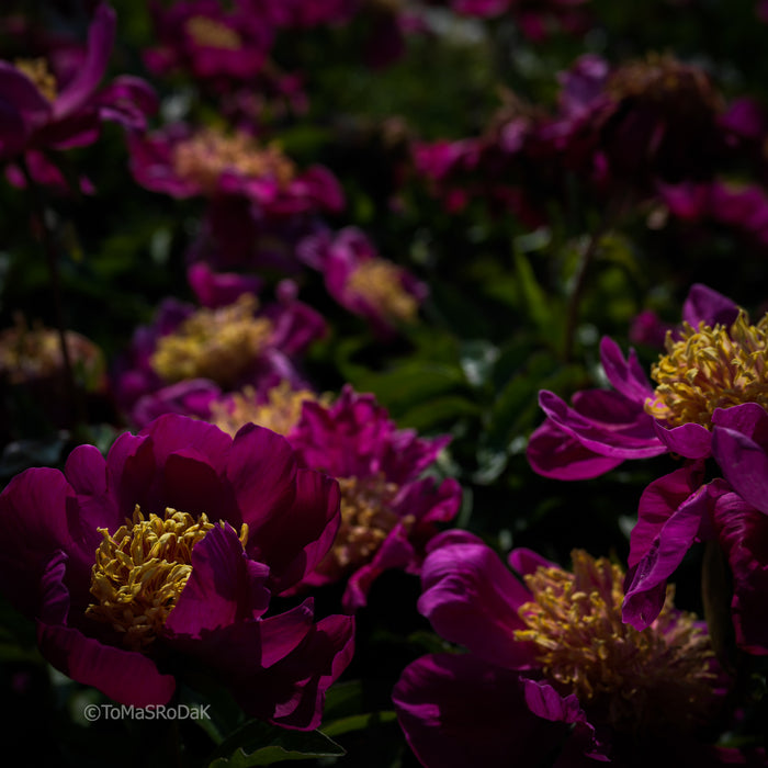 PHOTO PICTURE - Peony D68