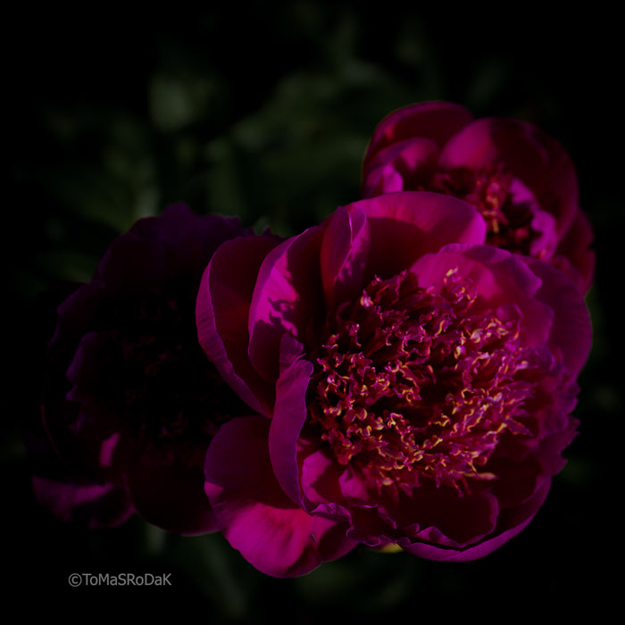 PHOTO PICTURE - Peony D69