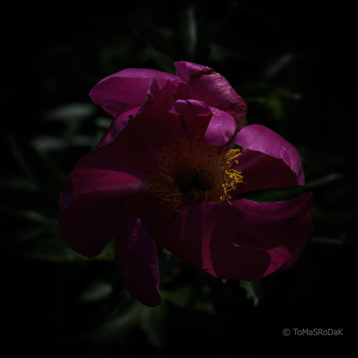 PHOTO PICTURE - Peony D6