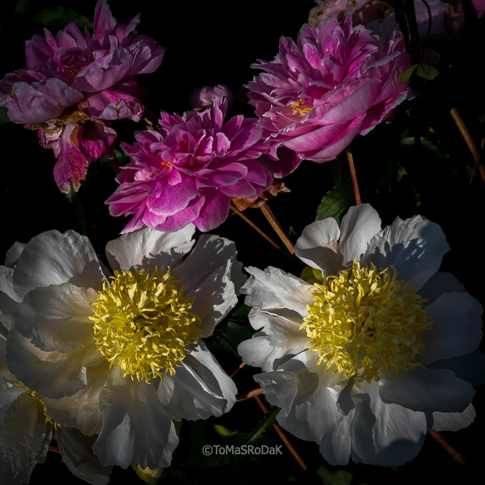PHOTO PICTURE - Peony D70