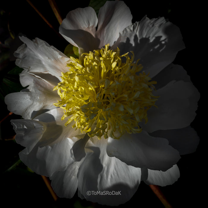 PHOTO PICTURE - Peony D71
