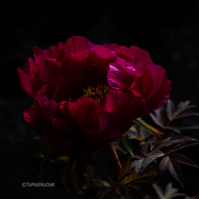 PHOTO PICTURE - Peony D72
