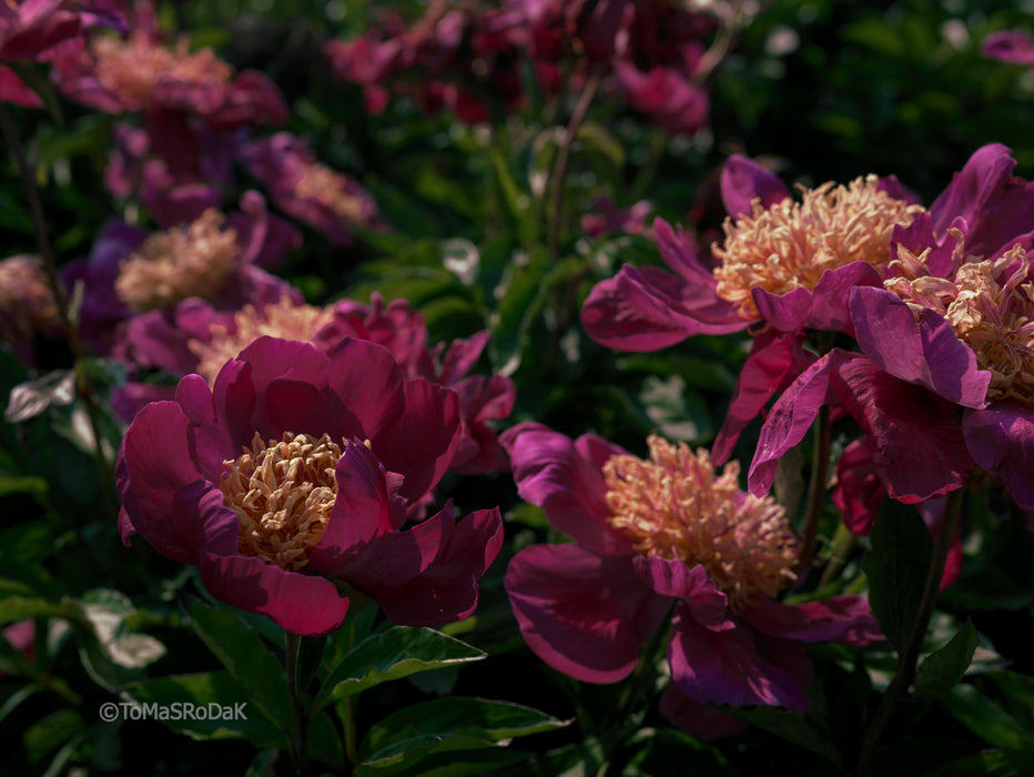 PHOTO PICTURE - Peony D73