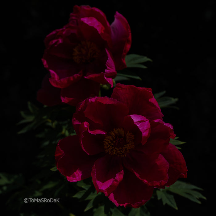 PHOTO PICTURE - Peony D74