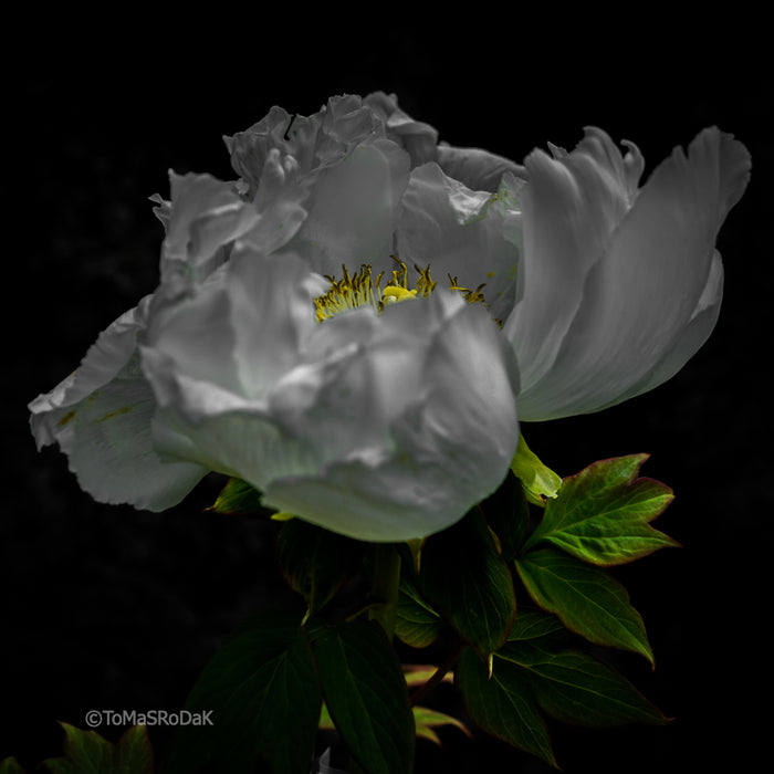 PHOTO PICTURE - Peony D75